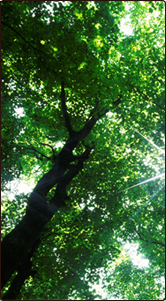 Tree Barber, Inc.